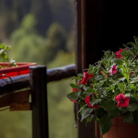 Tree House Gorski Lazi Lodge